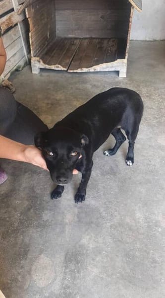 Ranya, kleine Pinscher Mix Hündin