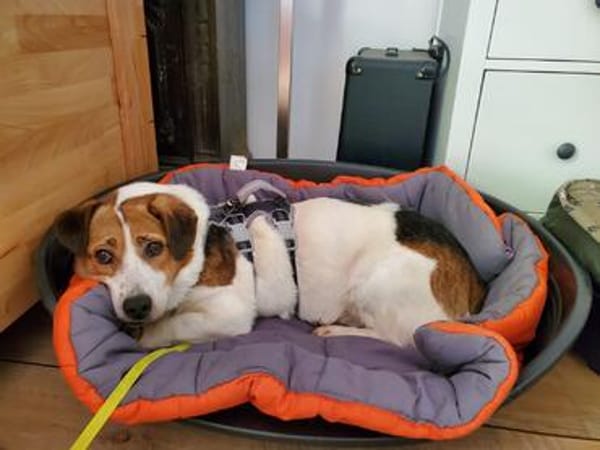 Max - ein Hasenherz benötigt eine liebe Hand