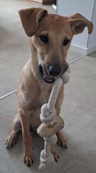 LUCY IST INTELLIGENT UND LERNWILLIG