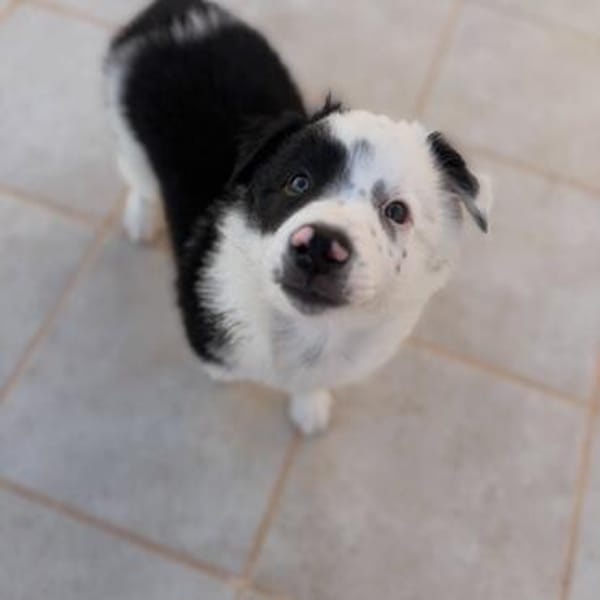 🐼 Panda sucht sein Für-immer-Zuhause 🐾❤