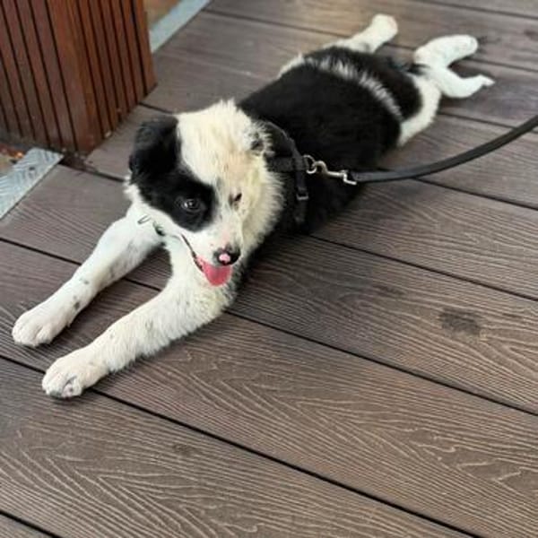 🐼 Panda sucht sein Für-immer-Zuhause 🐾❤
