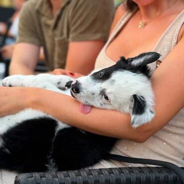 🐼 Panda sucht sein Für-immer-Zuhause 🐾❤
