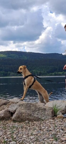 Ronja - sucht hundeerfahrene Menschen die mich anleiten