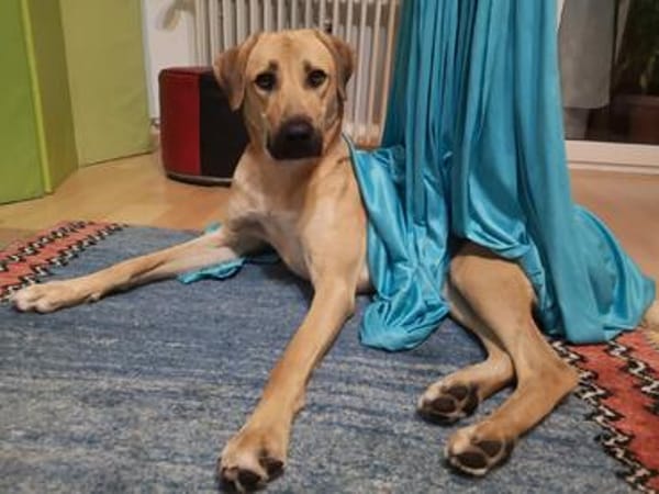 Ronja - sucht hundeerfahrene Menschen die mich anleiten