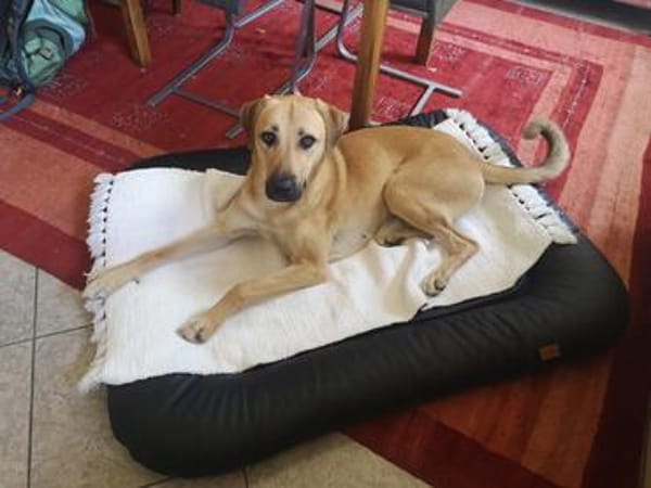 Ronja - sucht hundeerfahrene Menschen die mich anleiten