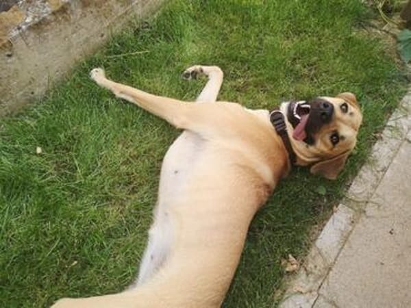 Ronja - sucht hundeerfahrene Menschen die mich anleiten