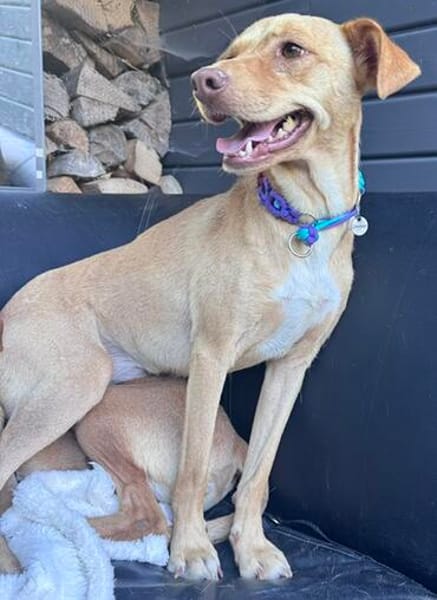 Ruby die anhängliche liebe Pinschermixdame / 82284