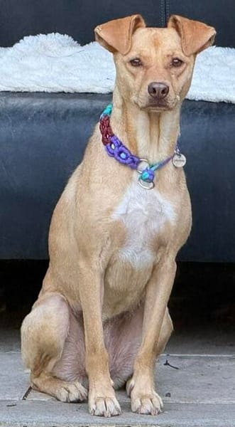 Ruby die anhängliche liebe Pinschermixdame / 82284