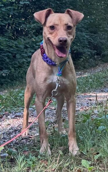 Ruby die anhängliche liebe Pinschermixdame / 82284