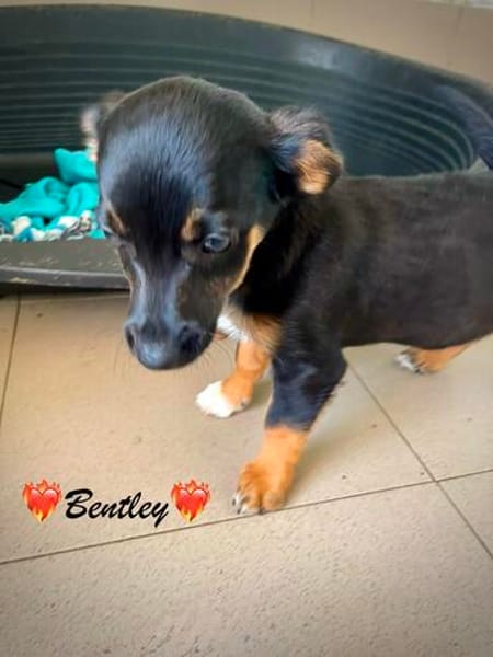 Bandley, ein süßes Fröschle
