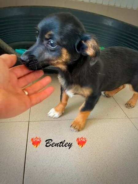 Bandley, ein süßes Fröschle