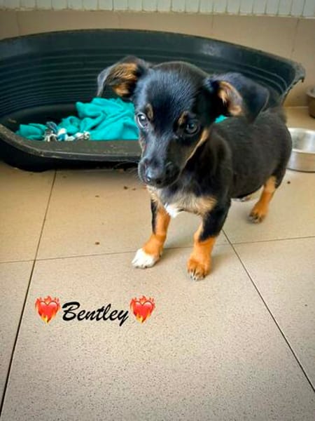 Bandley, ein süßes Fröschle