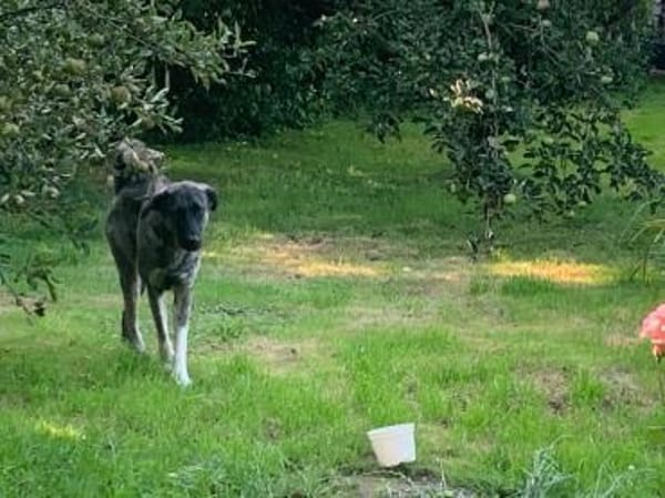 Lebensfrohe Lucy