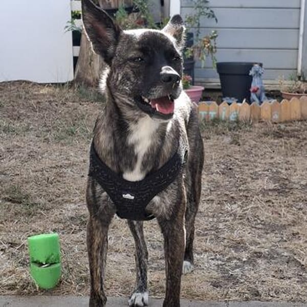 Rico