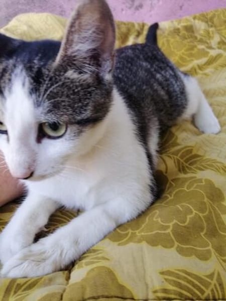 Flecki und Lea suchen gemeinsam ein Zuhause