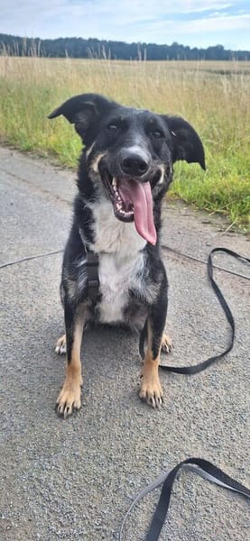 Elba sucht ihr für immer Körbchen! 💕