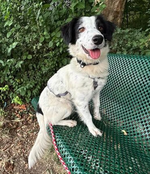 Grace im Tierheim Sulzbach