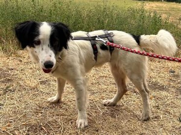 Grace im Tierheim Sulzbach