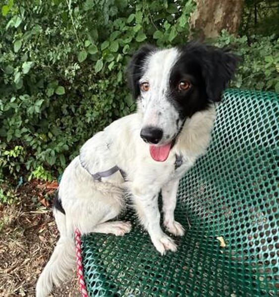 Grace im Tierheim Sulzbach