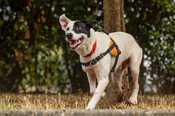 OREO - FAMILLE RELAIS  avec ADOPTION