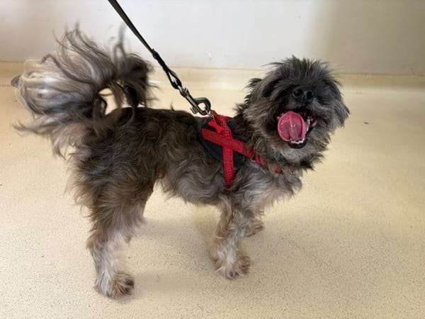 LAIKA PAA24390