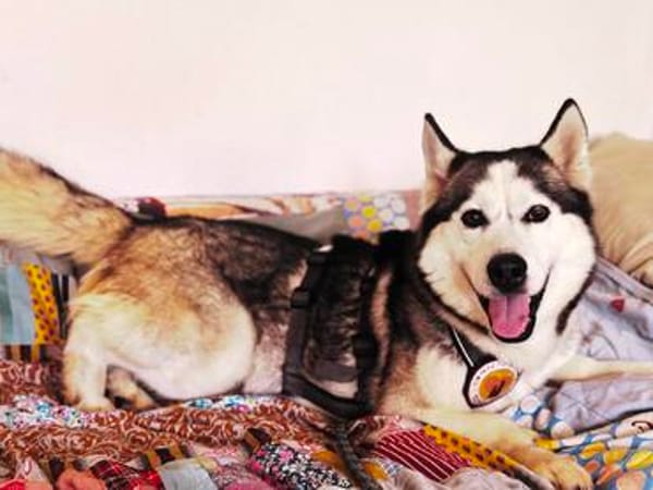 Demyan - lustiger Huskymix sucht zu Hause