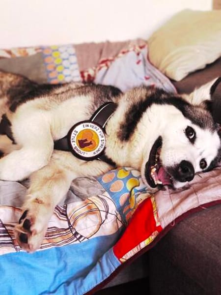 Demyan - lustiger Huskymix sucht zu Hause