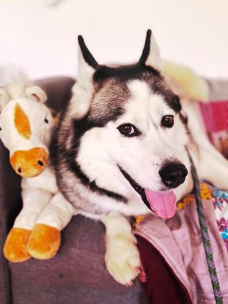 Demyan - lustiger Huskymix sucht zu Hause