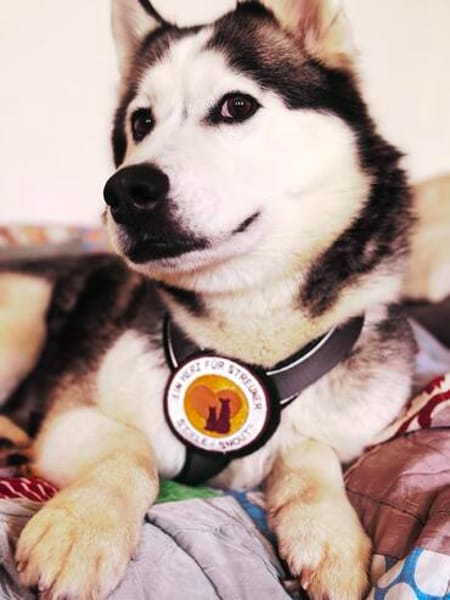 Demyan - lustiger Huskymix sucht zu Hause