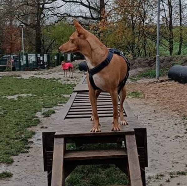 Gerardo - sucht ein neues Zuhause