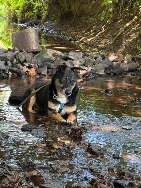 Leroy 💙💙💙 sucht neues Zuhause