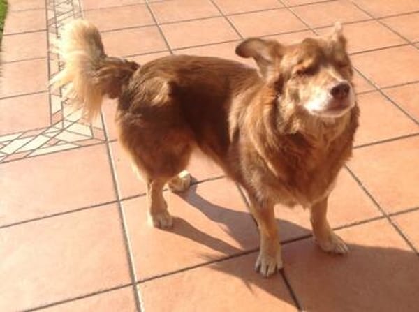 Armani sucht dringend ein neues Zuhause
