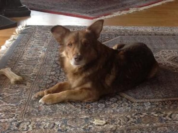 Armani sucht dringend ein neues Zuhause