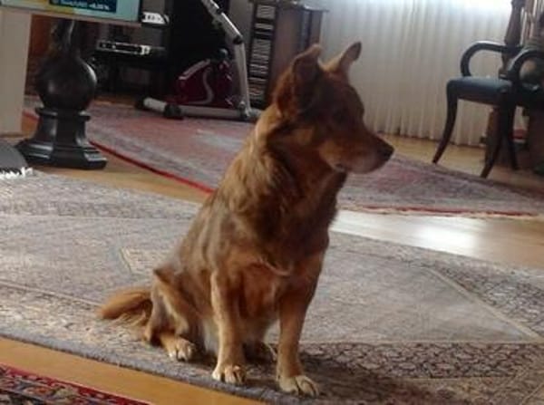 Armani sucht dringend ein neues Zuhause