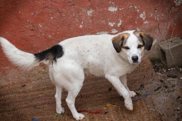 CASPER  Ein lieber Rüde auf der Suche nach seinem Platz
