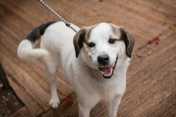CASPER  Ein lieber Rüde auf der Suche nach seinem Platz