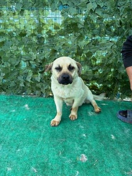 Nacho, ein süßer Rüde sucht eine Familie