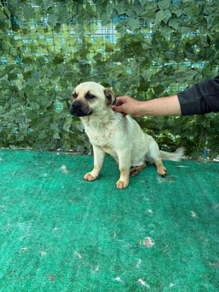 Nacho, ein süßer Rüde sucht eine Familie