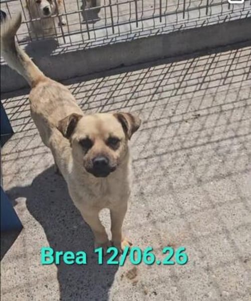 Nacho, ein süßer Rüde sucht eine Familie