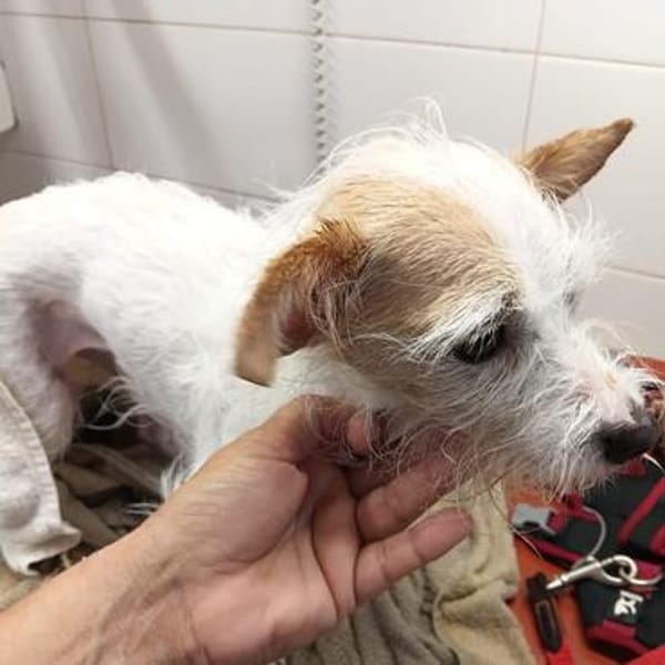 Blanka💕sehr liebe und entspannte Hündin