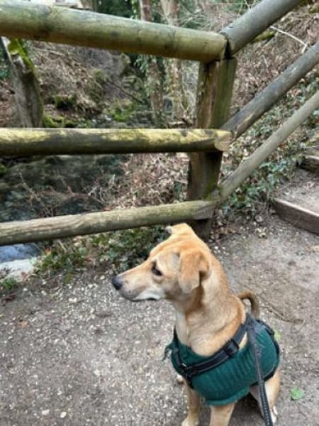Mila - liebevolles Körbchen gesucht