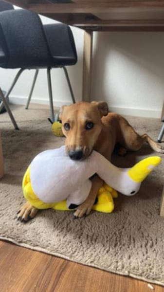 Mila - liebevolles Körbchen gesucht