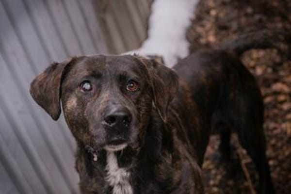 MERLIN  Ein treuer Herzenshund wartet schon viel zu lange