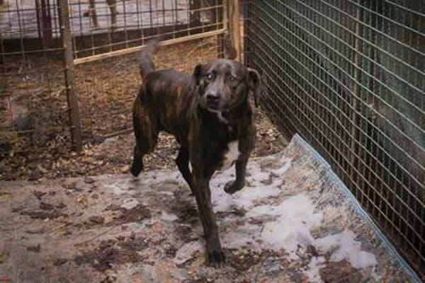 MERLIN  Ein treuer Herzenshund wartet schon viel zu lange