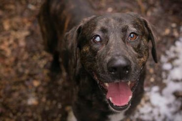 MERLIN  Ein treuer Herzenshund wartet schon viel zu lange