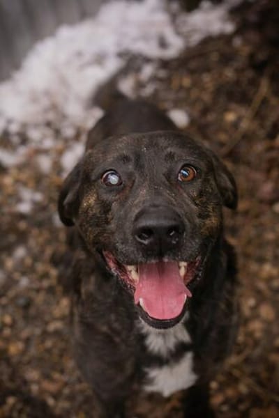 MERLIN  Ein treuer Herzenshund wartet schon viel zu lange