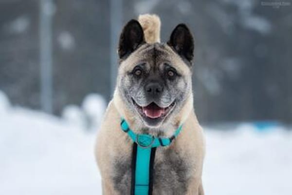Fröhliche Juta sucht ihr Zuhause