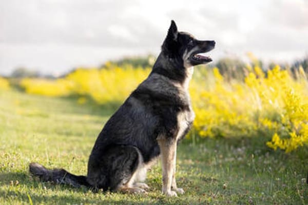 Bruce - souveräne Kuschler gesucht