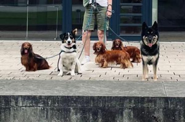 Bruce - souveräne Kuschler gesucht