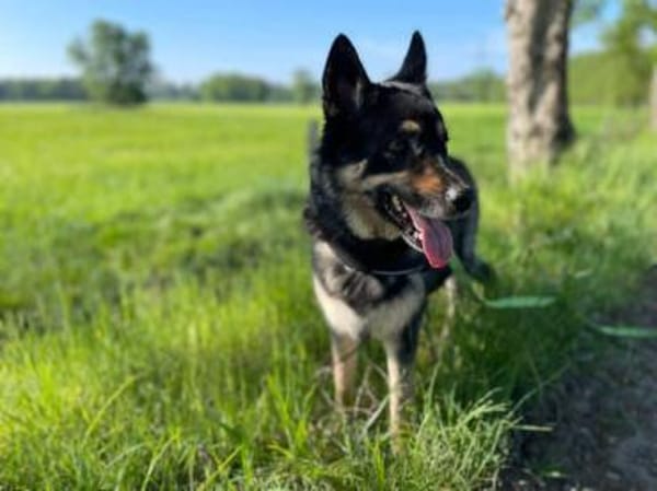 Bruce - souveräne Kuschler gesucht